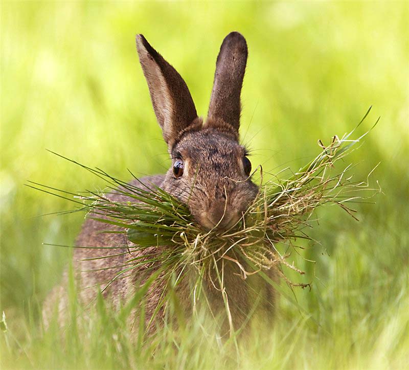 заяц ест траву